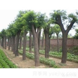 現(xiàn)在什么苗木種植前景好？(圖3)