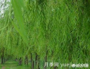 現(xiàn)在什么苗木種植前景好？(圖7)