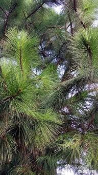現(xiàn)在什么苗木種植前景好？(圖8)