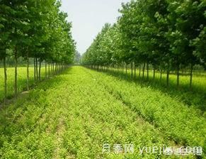 現(xiàn)在什么苗木種植前景好？(圖1)
