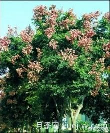 現(xiàn)在什么苗木種植前景好？(圖6)