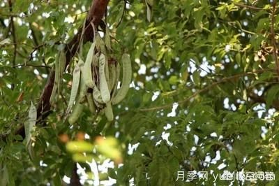 皂角樹一畝地種植多少株合適？(圖4)