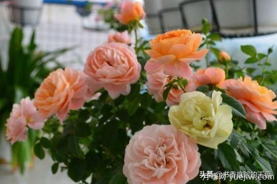 你***喜歡的月季是什么品種？為什么喜歡？(圖4)