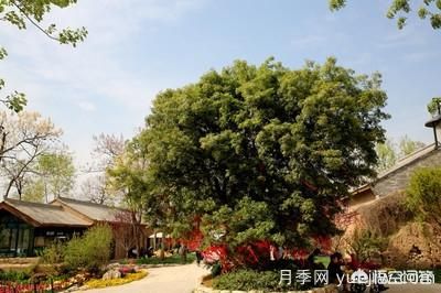 皂角樹一畝地種植多少株合適？(圖5)