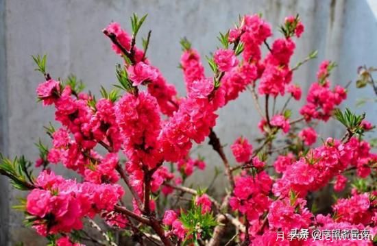 你***喜歡的月季是什么品種？為什么喜歡？(圖8)