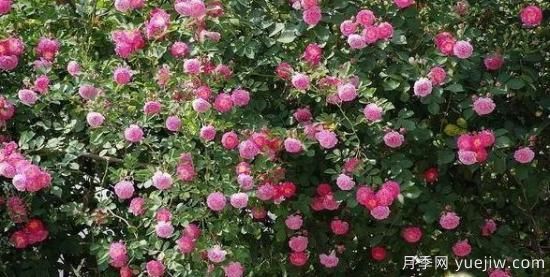 月季大藤本和小藤本都有哪些品種？栽種方式有沒有區(qū)別？(圖6)