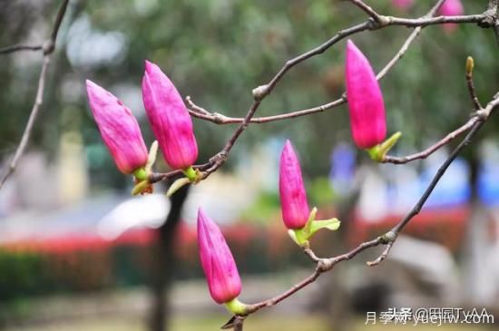 紅玉蘭與白玉蘭如何區(qū)分？(圖2)