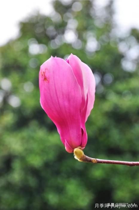紅玉蘭與白玉蘭如何區(qū)分？(圖3)