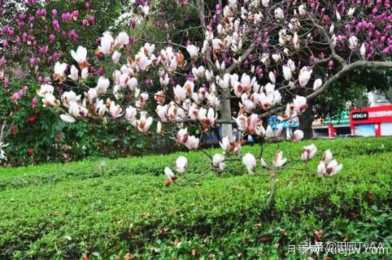 紅玉蘭與白玉蘭如何區(qū)分？(圖4)