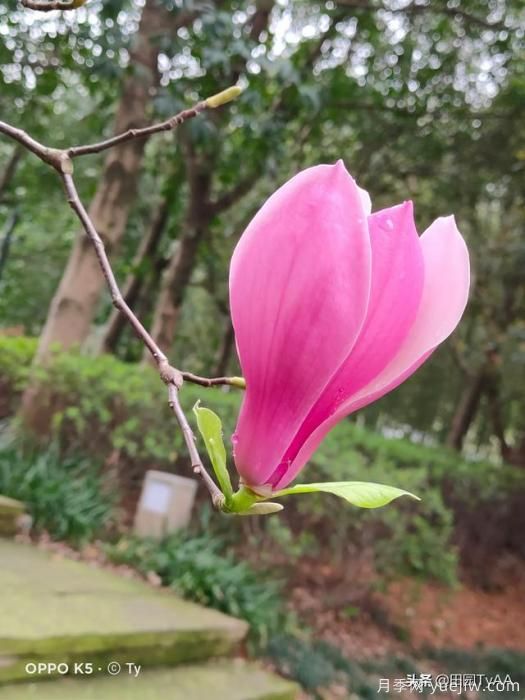 紅玉蘭與白玉蘭如何區(qū)分？(圖1)