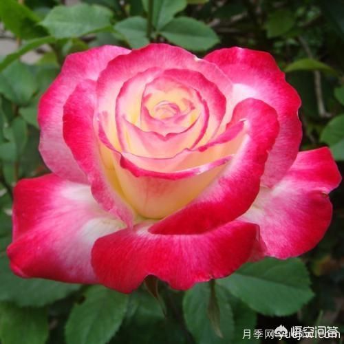 ***香的幾款月季品種是什么？ 什么品種的月季花(圖2)