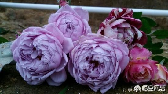 ***香的幾款月季品種是什么？ 什么品種的月季花(圖1)