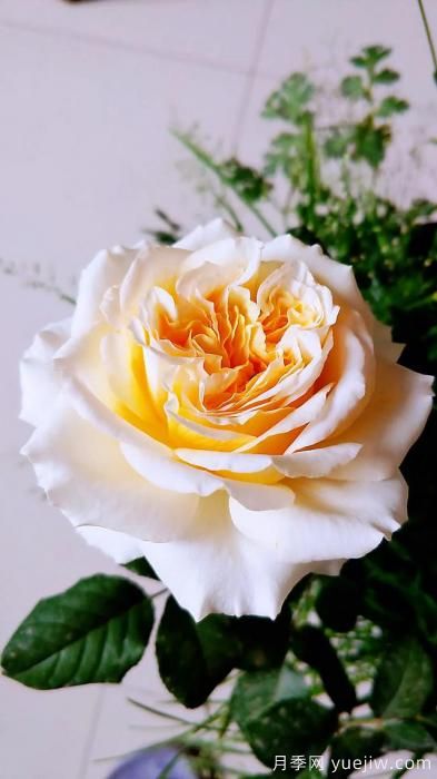 ***香的幾款月季品種是什么？ 什么品種的月季花(圖7)