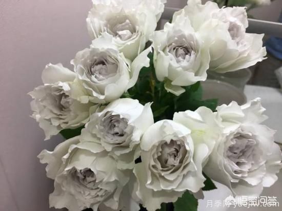 ***香的幾款月季品種是什么？ 什么品種的月季花(圖4)