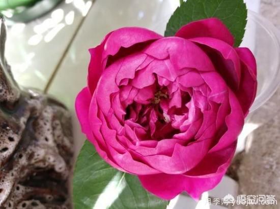 ***香的幾款月季品種是什么？ 什么品種的月季花(圖5)