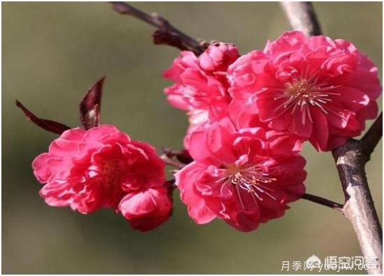 園林適合種植紅葉碧桃嗎？(圖4)