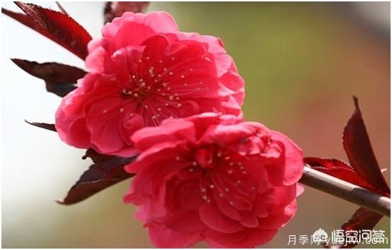 園林適合種植紅葉碧桃嗎？(圖2)