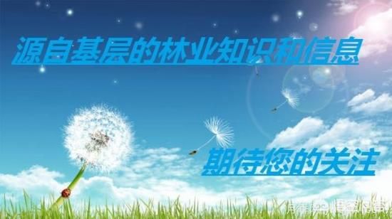 園林適合種植紅葉碧桃嗎？(圖5)
