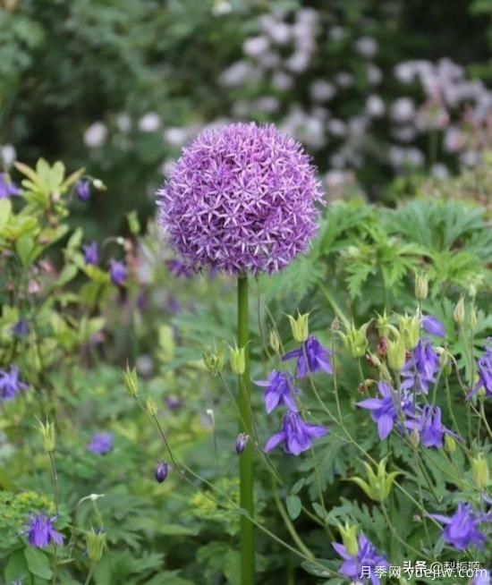 天津市哪賣月季花品種***多？(圖1)