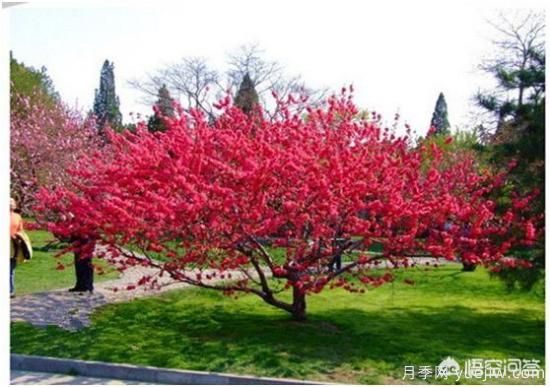 園林適合種植紅葉碧桃嗎？(圖1)