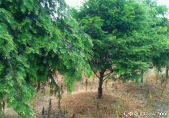 紅豆杉近期價格表 10到15公分紅豆杉近期報價(圖1)