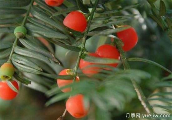 紅豆杉近期價格表 10到15公分紅豆杉近期報價(圖2)