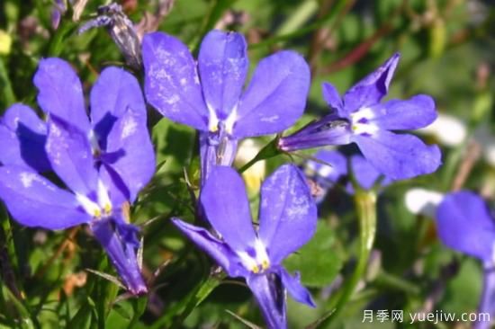 花的種類大全 常見(jiàn)鮮花種類(圖1)