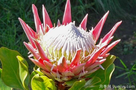 花的種類大全 常見(jiàn)鮮花種類(圖3)