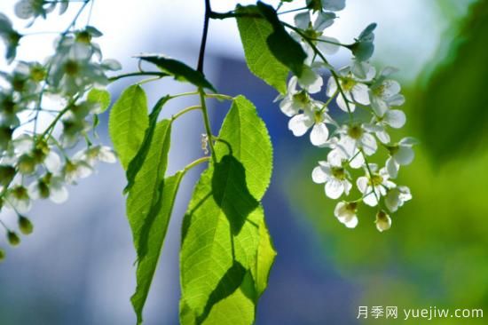 花的種類大全 常見(jiàn)鮮花種類(圖2)