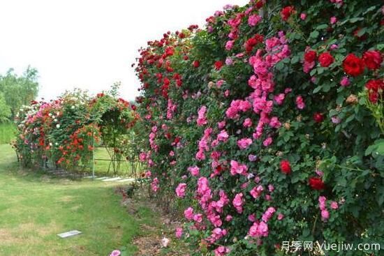 月季花有幾種顏色，月季花品種圖片大全(圖5)
