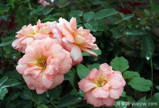 月季花有幾種顏色，月季花品種圖片大全(圖6)