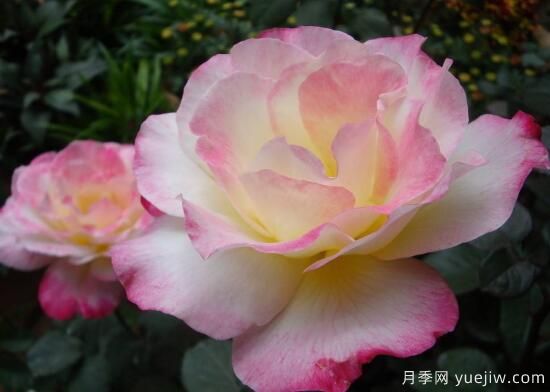 月季花有幾種顏色，月季花品種圖片大全(圖3)
