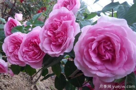 月季花有幾種顏色，月季花品種圖片大全(圖1)