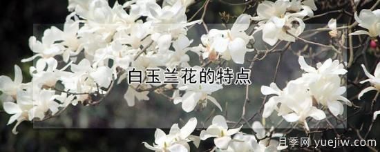 白玉蘭花的特點(圖1)