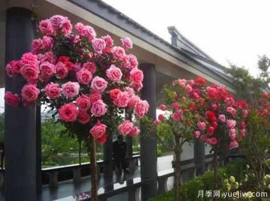 月季花有幾種顏色，月季花品種圖片大全(圖8)