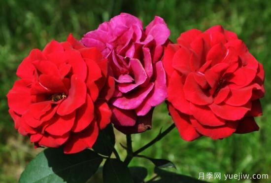 月季花花語大全，不同顏色的月季有著不同的寓意(圖1)