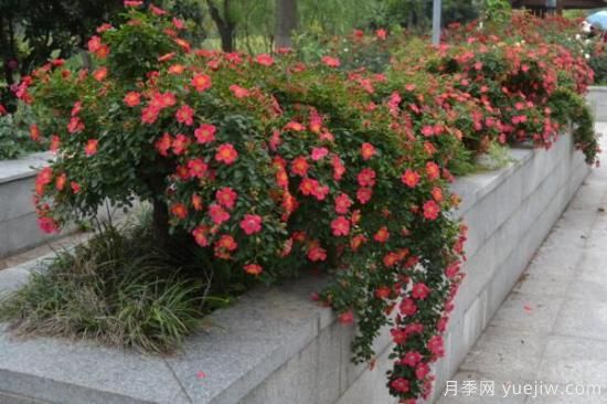 月季花品類大全，月季花的5大品種(圖3)