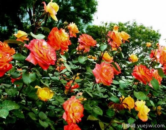 月季花花語大全，不同顏色的月季有著不同的寓意(圖3)