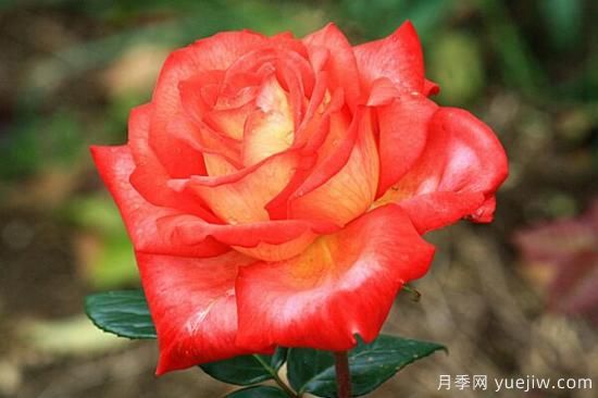 月季花品類大全，月季花的5大品種(圖5)