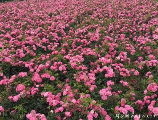 月季花有幾種顏色，月季花品種圖片大全(圖7)