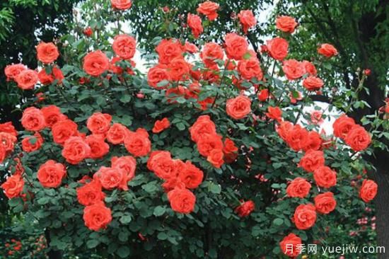 月季花品類大全，月季花的5大品種(圖1)