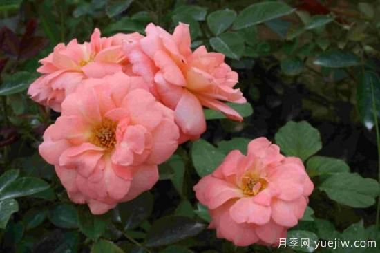 月季花品類大全，月季花的5大品種(圖2)