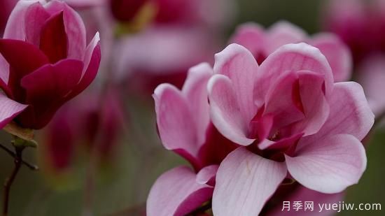 盆栽玉蘭花的養(yǎng)殖方法和注意事項(xiàng)(圖1)