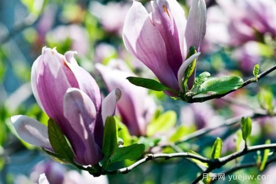 盆栽玉蘭花的養(yǎng)殖方法和注意事項(xiàng)(圖3)