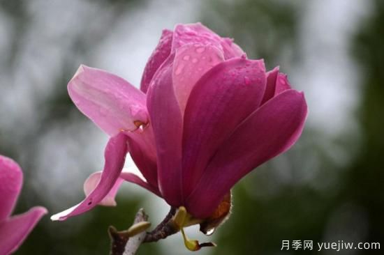 盆栽玉蘭花的養(yǎng)殖方法和注意事項(xiàng)(圖2)