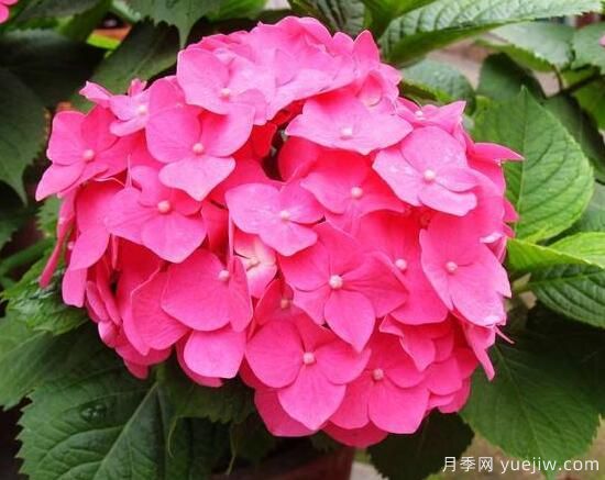 繡球花有哪些品種，繡球花品種圖片大全(圖4)