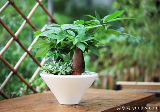發(fā)財樹幾天澆一次水，澆水方法(圖1)