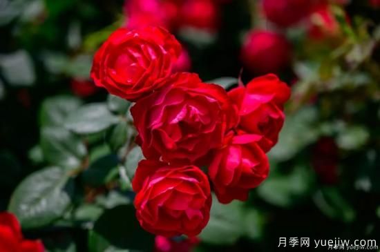 什么樣的月季比較耐陰？教你最基本的選擇技巧(圖7)