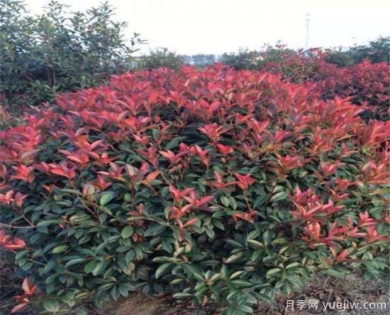 庭院種紅葉石楠可以嗎？(圖1)