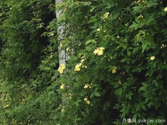 苗木行業(yè)進入存量市場，這些領域仍需大量苗木(圖1)